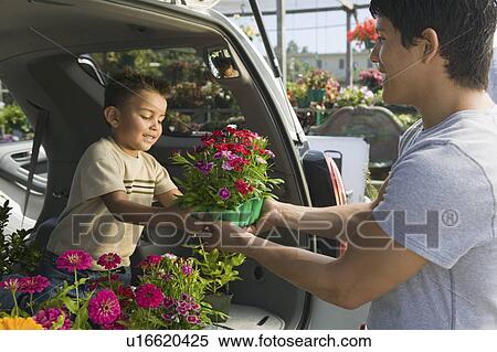 Father passing flowers to son in back of minivan at plant nursery View Large Photo Image Stock Photography - Father passing flowers to son in back of minivan at plant nursery. Fotosearch