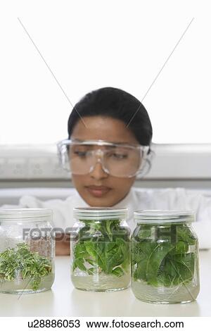 Female lab worker examining glass jars containing plant material View Large Photo Image Stock Image - Female lab worker examining glass jars containing plant material. Fotosearch