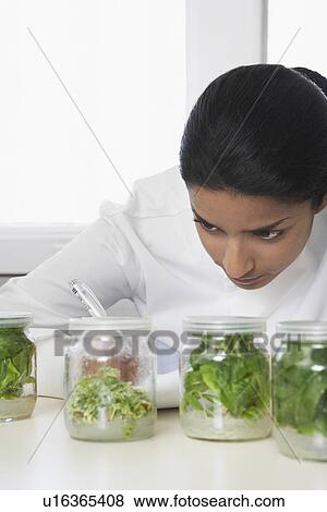 Female lab worker examining glass jars with plant material recording observations View Large Photo Image Stock Photo - Female lab worker examining glass jars with plant material recording observations. Fotosearch