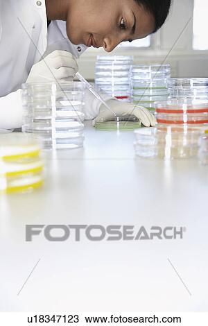 Female lab worker with petri dishes View Large Photo Image Stock Image - Female lab worker with petri dishes. Fotosearch