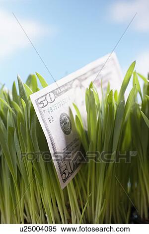 Fifty-dollar bill in grass close-up View Large Photo Image Stock Photography - Fifty-dollar bill in grass close-up. Fotosearch