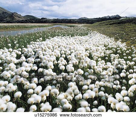 Flowering grass by stream View Large Photo Image Stock Photograph - Flowering grass by stream. Fotosearch
