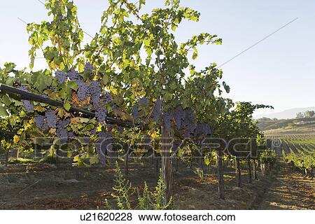 Grapevines in row in valley View Large Photo Image Stock Photo - Grapevines in row in valley. Fotosearch