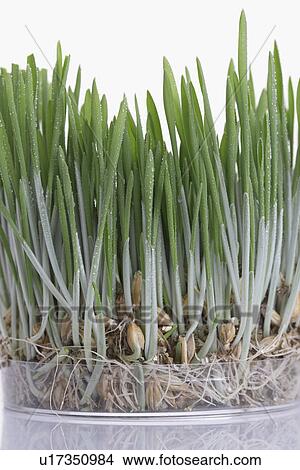 Grass seedlings View Large Photo Image Picture - Grass seedlings. Fotosearch