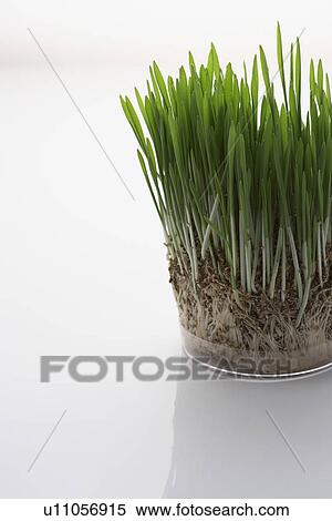 Grass seedlings View Large Photo Image Stock Photography - Grass seedlings. Fotosearch