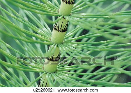 Horsetail Stem close up (Equisetum) View Large Photo Image Stock Image - Horsetail Stem close up (Equisetum). Fotosearch