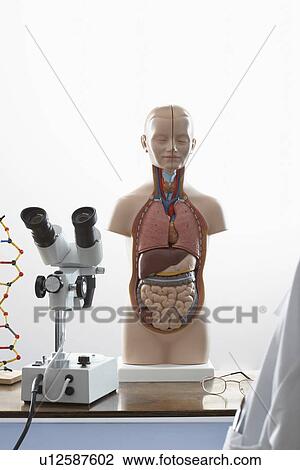 Human anatomy model and microscope View Large Photo Image Stock Image - Human anatomy model and microscope. Fotosearch