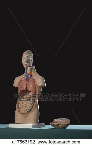 Human anatomy model View Large Photo Image Stock Image - Human anatomy model. Fotosearch