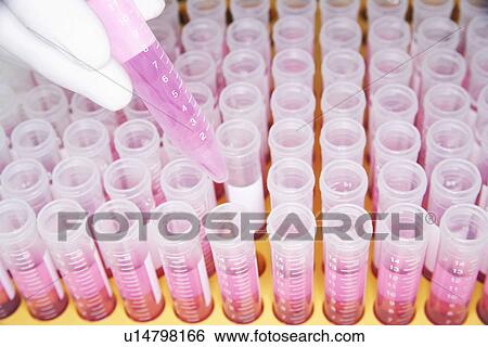 Lab worker adding violet liquid to test tubes View Large Photo Image Stock Photograph - Lab worker adding violet liquid to test tubes. Fotosearch