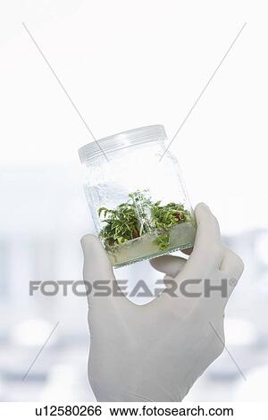 Stock Photograph - Lab Worker holding jar of plant material up to the light. Fotosearch