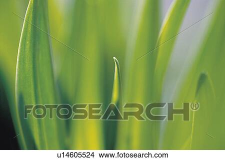 Picture - Leaves close up. Fotosearch