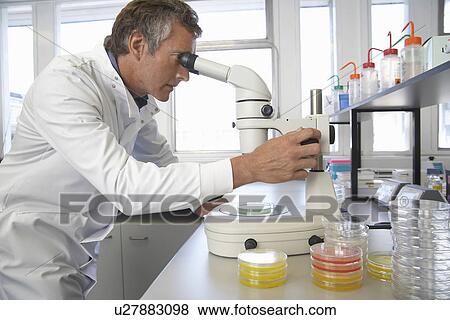 Male lab worker adjusting microscope to examine petri dish View Large Photo Image Stock Photo - Male lab worker adjusting microscope to examine petri dish. Fotosearch