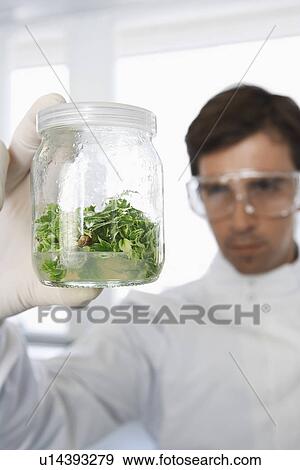 Stock Photo - Male lab worker examining glass jar of plant material. Fotosearch