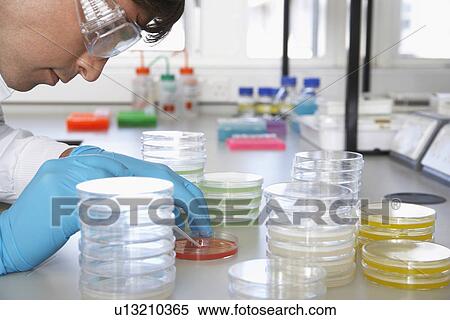 Male lab worker with petri dishes View Large Photo Image Stock Photography - Male lab worker with petri dishes. Fotosearch