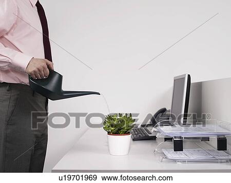 Male office worker watering desk plant View Large Photo Image Stock Photo - Male office worker watering desk plant. Fotosearch