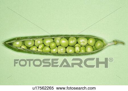 Stock Photography - Open pea pod containing peas close-up. Fotosearch
