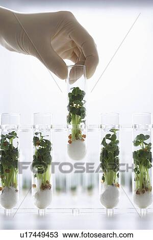 Person holding test tube containing cress seedlings View Large Photo Image Stock Image - Person holding test tube containing cress seedlings. Fotosearch