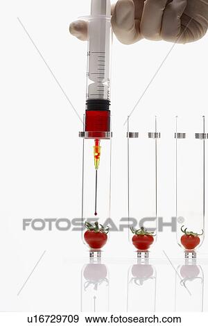 Stock Photo - Person injecting tomatoes in test tubes. Fotosearch