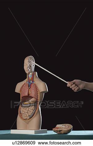 Person pointing stick at human anatomy model View Large Photo Image Stock Photo - Person pointing stick at human anatomy model. Fotosearch