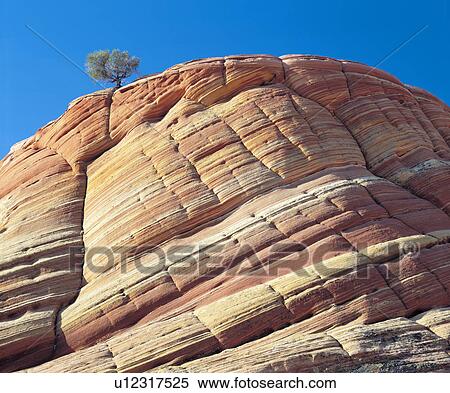 Stock Photography - Pine tree growing in cliff. Fotosearch