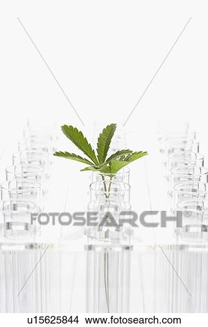 Picture - Plant in glass surrounded by empty glasses. Fotosearch