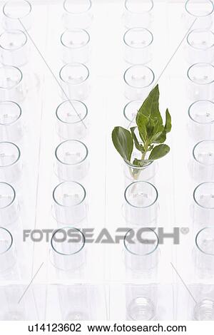 Plant in glass surrounded by empty glasses View Large Photo Image Stock Image - Plant in glass surrounded by empty glasses. Fotosearch