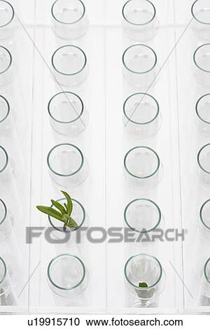 Stock Image - Plant in glass surrounded by empty glasses. Fotosearch