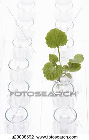 Plant in glass surrounded by empty glasses View Large Photo Image Stock Image - Plant in glass surrounded by empty glasses. Fotosearch