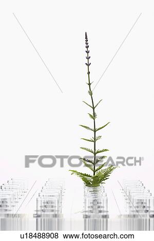 Plant in glass surrounded by empty glasses View Large Photo Image Stock Photo - Plant in glass surrounded by empty glasses. Fotosearch