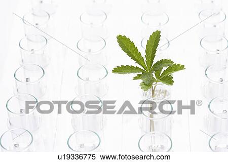 Stock Photography - Plant in glass surrounded by empty glasses. Fotosearch