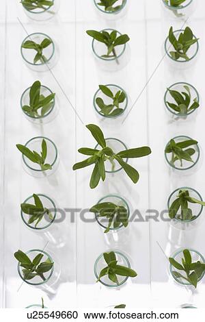 Plant seedlings in glasses View Large Photo Image Stock Image - Plant seedlings in glasses. Fotosearch