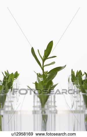 Plant seedlings in glasses View Large Photo Image Stock Photo - Plant seedlings in glasses. Fotosearch