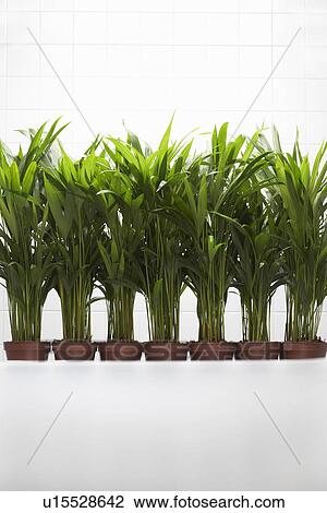 Stock Image - Plants growing side by side. Fotosearch