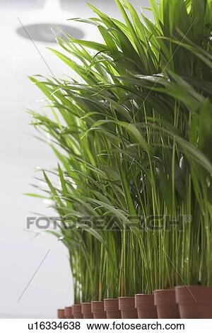 Stock Photo - Plants growing side by side. Fotosearch