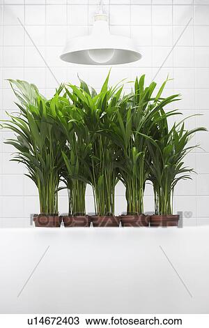 Plants growing side by side under lamp View Large Photo Image Stock Image - Plants growing side by side under lamp. Fotosearch