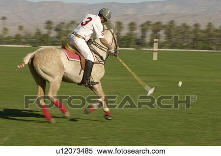 Stock Photography - Polo Player leaning down from polo pony Advancing Ball on polo field during match side view. Fotosearch