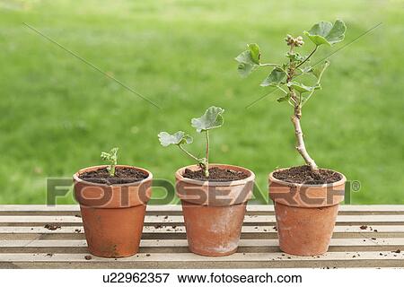 Stock Photo - Potted Geraniums. Fotosearch