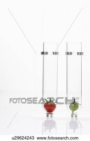 Stock Image - Red and green tomatoes in test tubes. Fotosearch