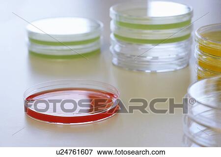 Red petri dish with others View Large Photo Image Stock Photo - Red petri dish with others. Fotosearch