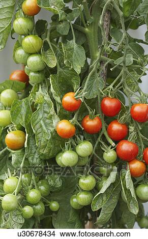 Picture - Ripening Tomato Plant. Fotosearch