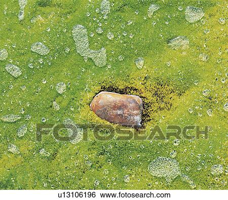 Rock lying in wet moss View Large Photo Image Stock Photograph - Rock lying in wet moss. Fotosearch