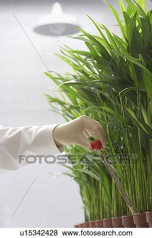 Scientist conducting test on plants View Large Photo Image Stock Photo - Scientist conducting test on plants. Fotosearch