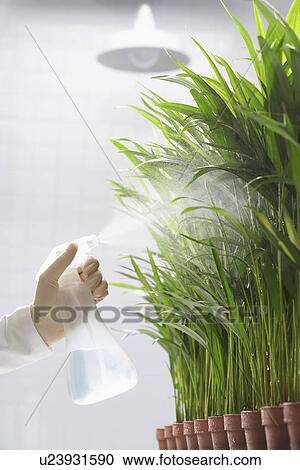 Scientist spraying plants View Large Photo Image Stock Image - Scientist spraying plants. Fotosearch