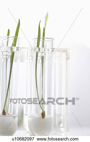 Seedlings growing in test tubes View Large Photo Image Stock Photo - Seedlings growing in test tubes. Fotosearch