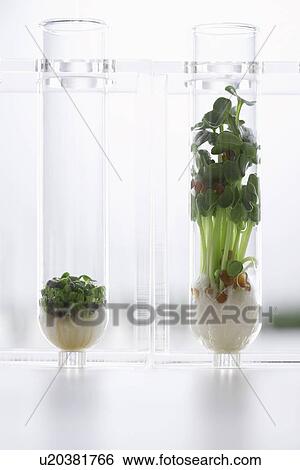 Stock Photograph - Seedlings growing in test tubes. Fotosearch