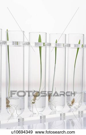 Seedlings in four test tubes View Large Photo Image Stock Photo - Seedlings in four test tubes. Fotosearch