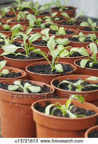 Stock Image - Seedlings in Plant Pots. Fotosearch