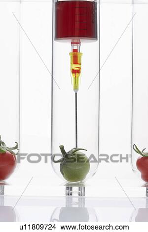 Syringe injecting green tomato in test tube View Large Photo Image Picture - Syringe injecting green tomato in test tube. Fotosearch