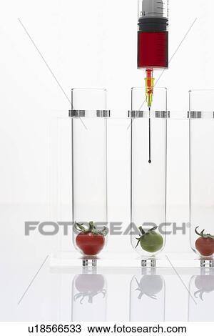 Stock Image - Syringe injecting red and green tomatoes in test tubes. Fotosearch