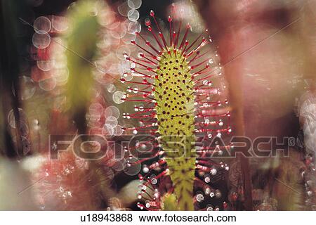The Carnivorous Drosera Anglica View Large Photo Image Stock Photo - The Carnivorous Drosera Anglica. Fotosearch